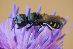 Ectemnius spinipes spinipes