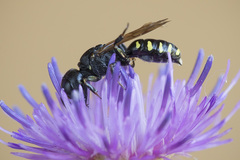 Ectemnius spinipes spinipes