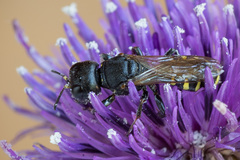 Ectemnius spinipes spinipes