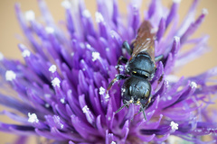 Ectemnius spinipes spinipes