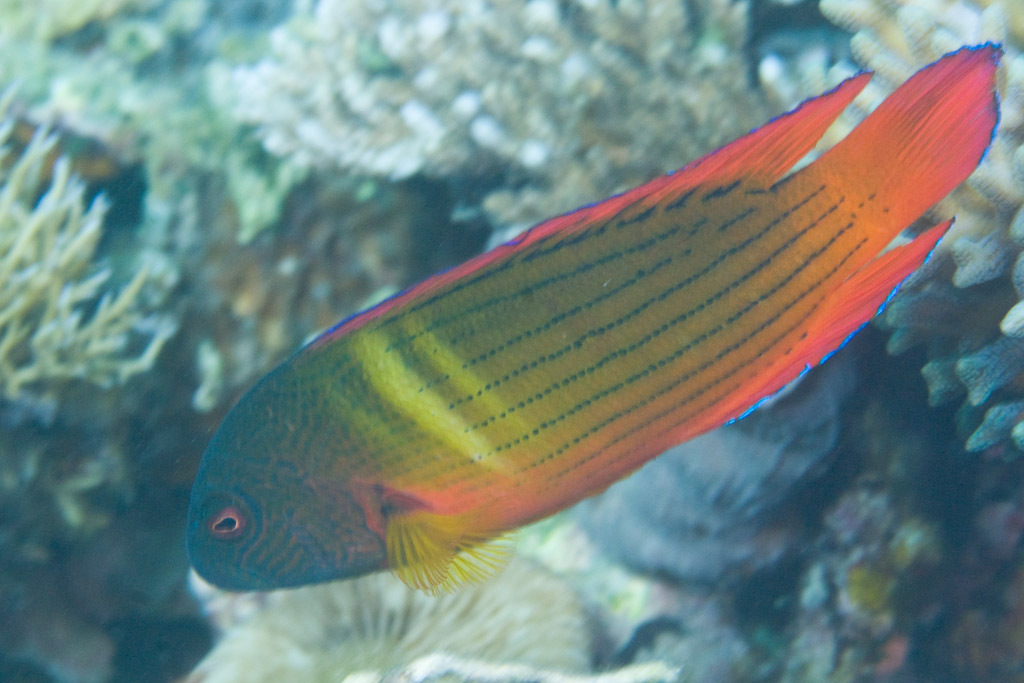 Darkstriped Dottyback