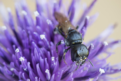 Ectemnius spinipes spinipes