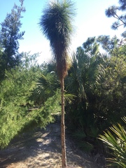 Pinus elliottii densa