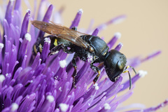 Ectemnius spinipes spinipes