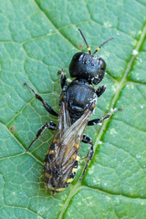 Ectemnius spinipes spinipes