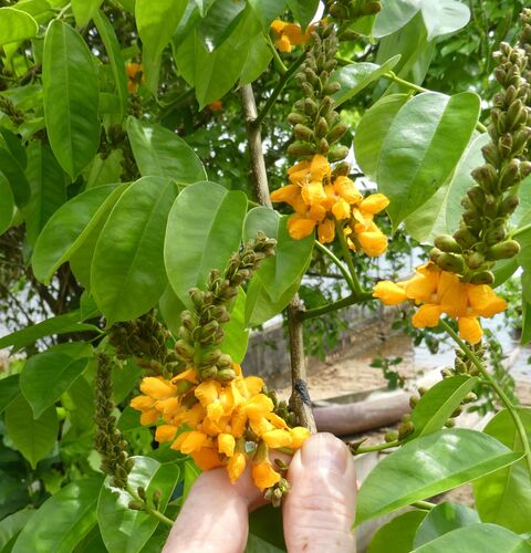 Pterocarpus santalinoides