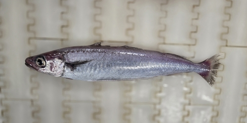 Blue whiting (Micromesistius poutassou) — Gadidae — 2