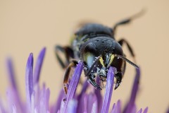 Ectemnius spinipes spinipes