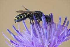 Ectemnius spinipes spinipes