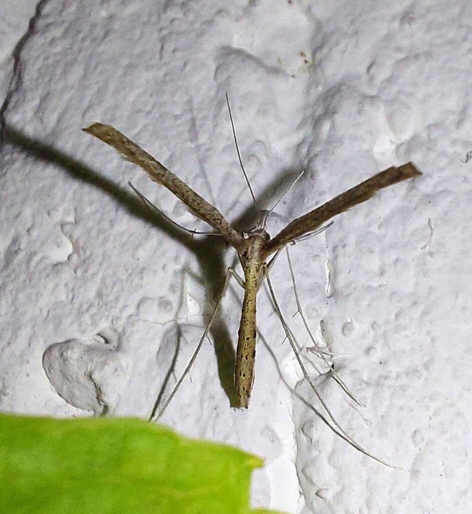 Agdistis