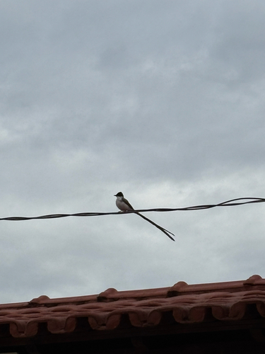Fork-tailed Flycatcher