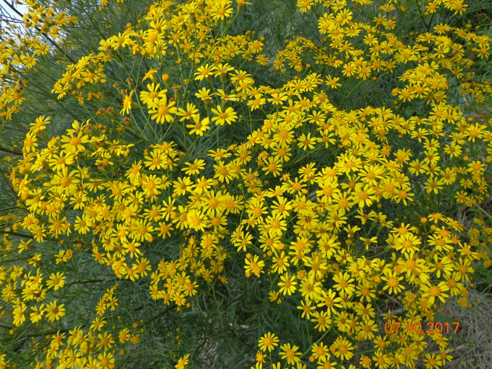Senecio brasiliensis