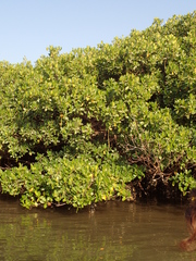 Rhizophora racemosa