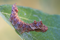 Falcaria lacertinaria