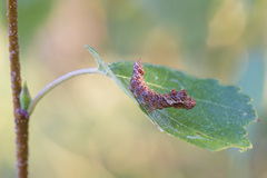 Falcaria lacertinaria