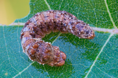 Falcaria lacertinaria