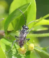 Dolichurus