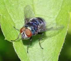 Chrysomya chloropyga