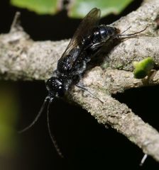Dolichurus