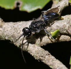 Dolichurus