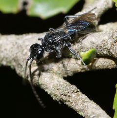 Dolichurus
