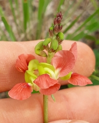 Macroptilium erythroloma