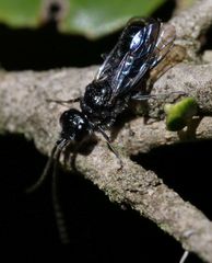 Dolichurus