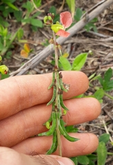 Macroptilium erythroloma