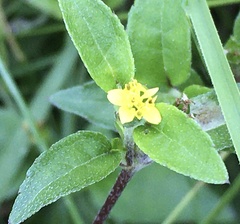 Calyptocarpus brasiliensis