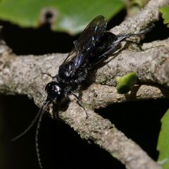 Dolichurus