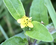 Calyptocarpus brasiliensis