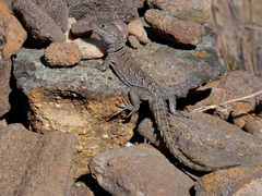 Oplurus cyclurus