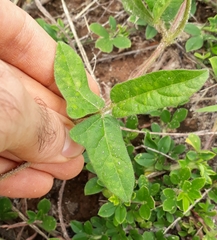 Macroptilium erythroloma