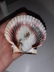 Aequipecten opercularis