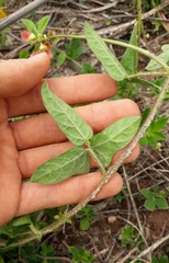 Macroptilium erythroloma