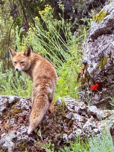 Avistamiento Zorro rojo (Sierra Nevada)