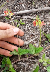 Macroptilium erythroloma