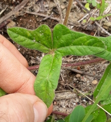 Macroptilium erythroloma