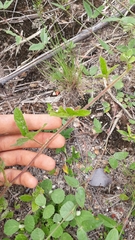 Macroptilium erythroloma