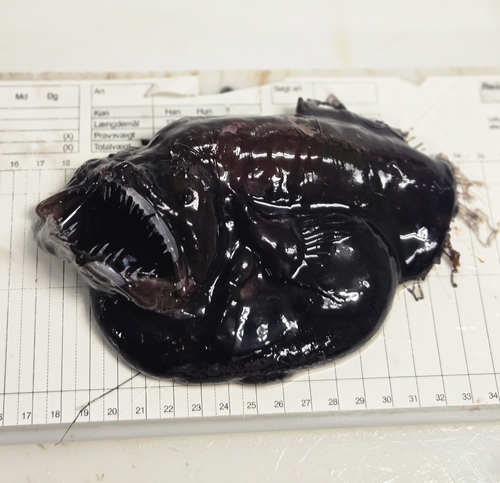 Fanfin angler (Caulophryne jordani) — Caulophrynidae