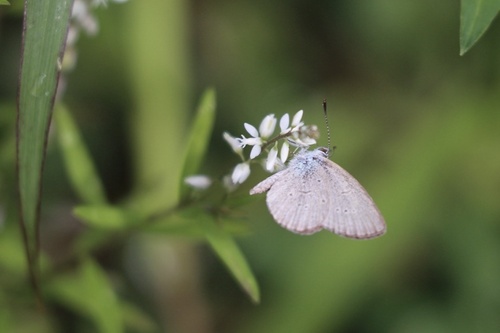 Lesser Grass Blue photo 3