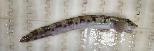 Checker eelpout (Lycodes vahlii) — Zoarcidae — 3