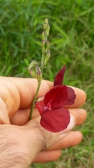 Macroptilium gracile