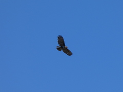 Buteo brachypterus