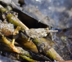 Paratettix mexicanus