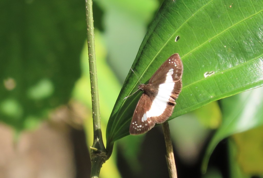 Marciana Skipper