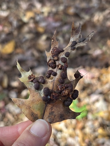 Unknown species found near Gwinnett County Fairgrounds, Lawrenceville, GA, US
