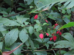 Pogonopus exsertus