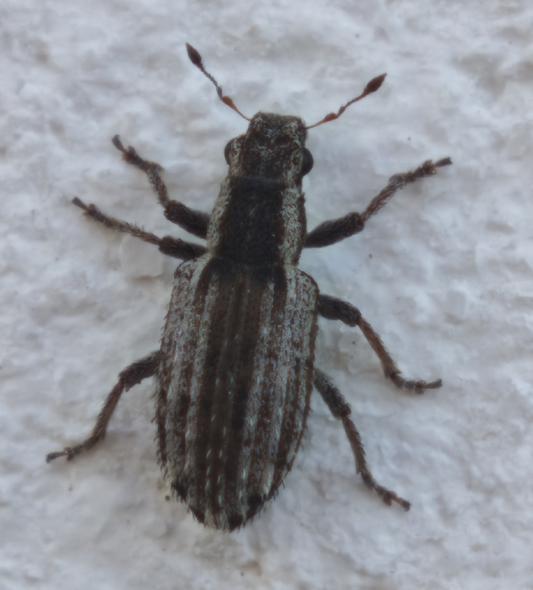 Sitona macularius