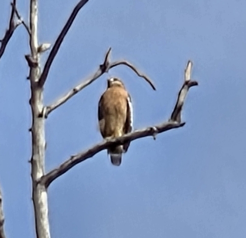 iNaturalist observation photo of Red-shouldered Hawk